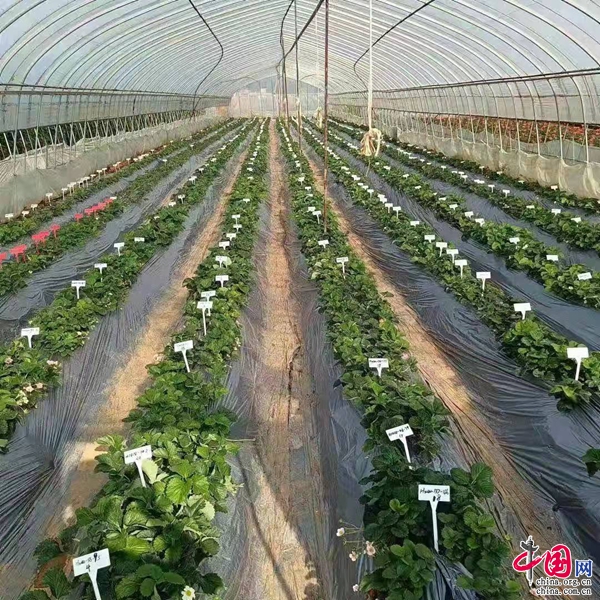 党建引领乡村振兴 “莓”好生活成色足——XX村草莓休闲观光活动绽放新活力